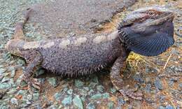 Image of Bearded Dragon