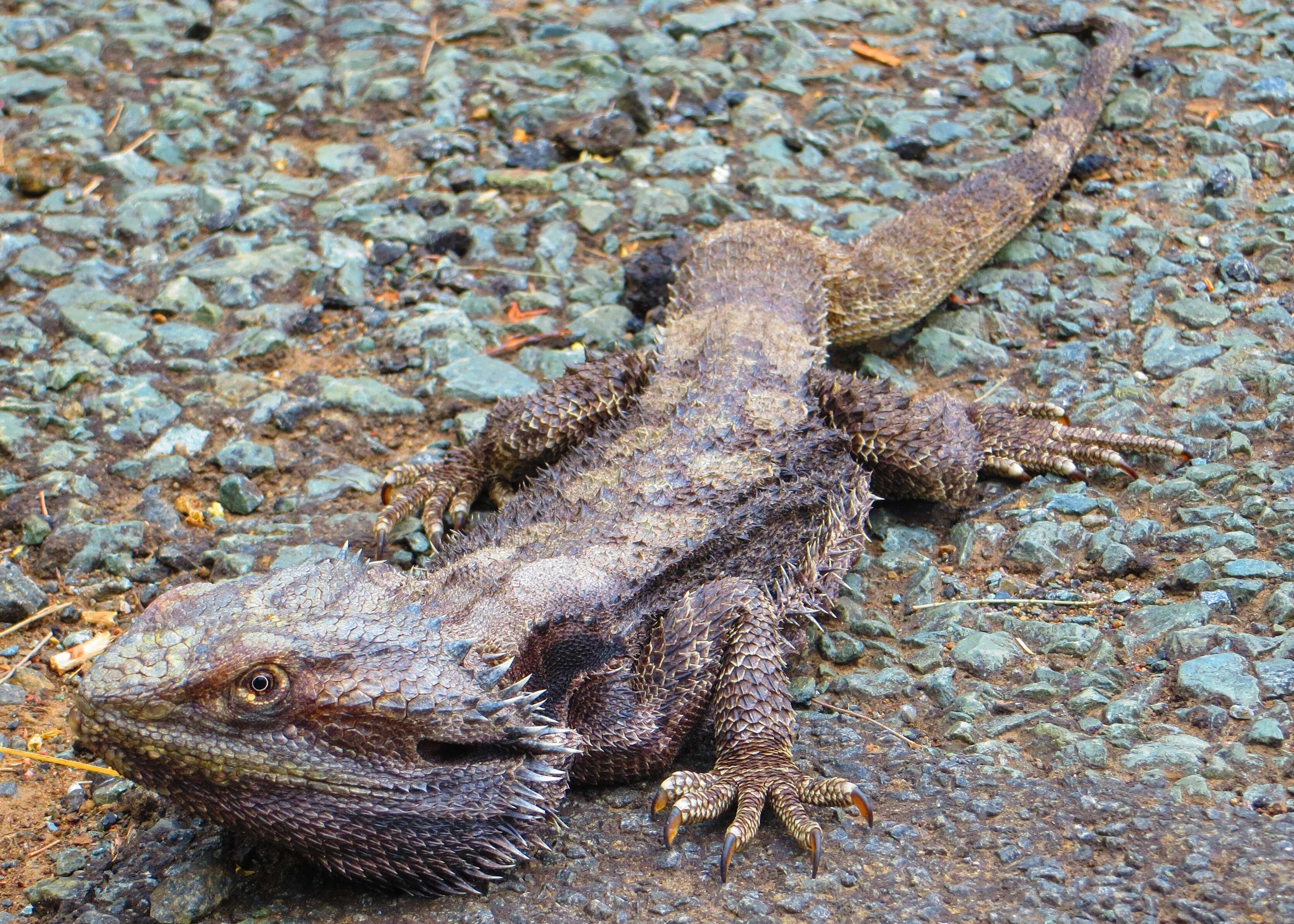 Image of Bearded Dragon