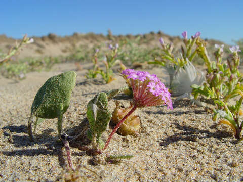 Image of pink sand verbena