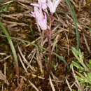 Image of Brimeura fastigiata (Viv.) Chouard