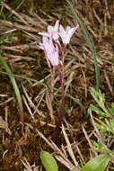 Image of Brimeura fastigiata (Viv.) Chouard