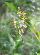 Epipactis thunbergii A. Gray resmi