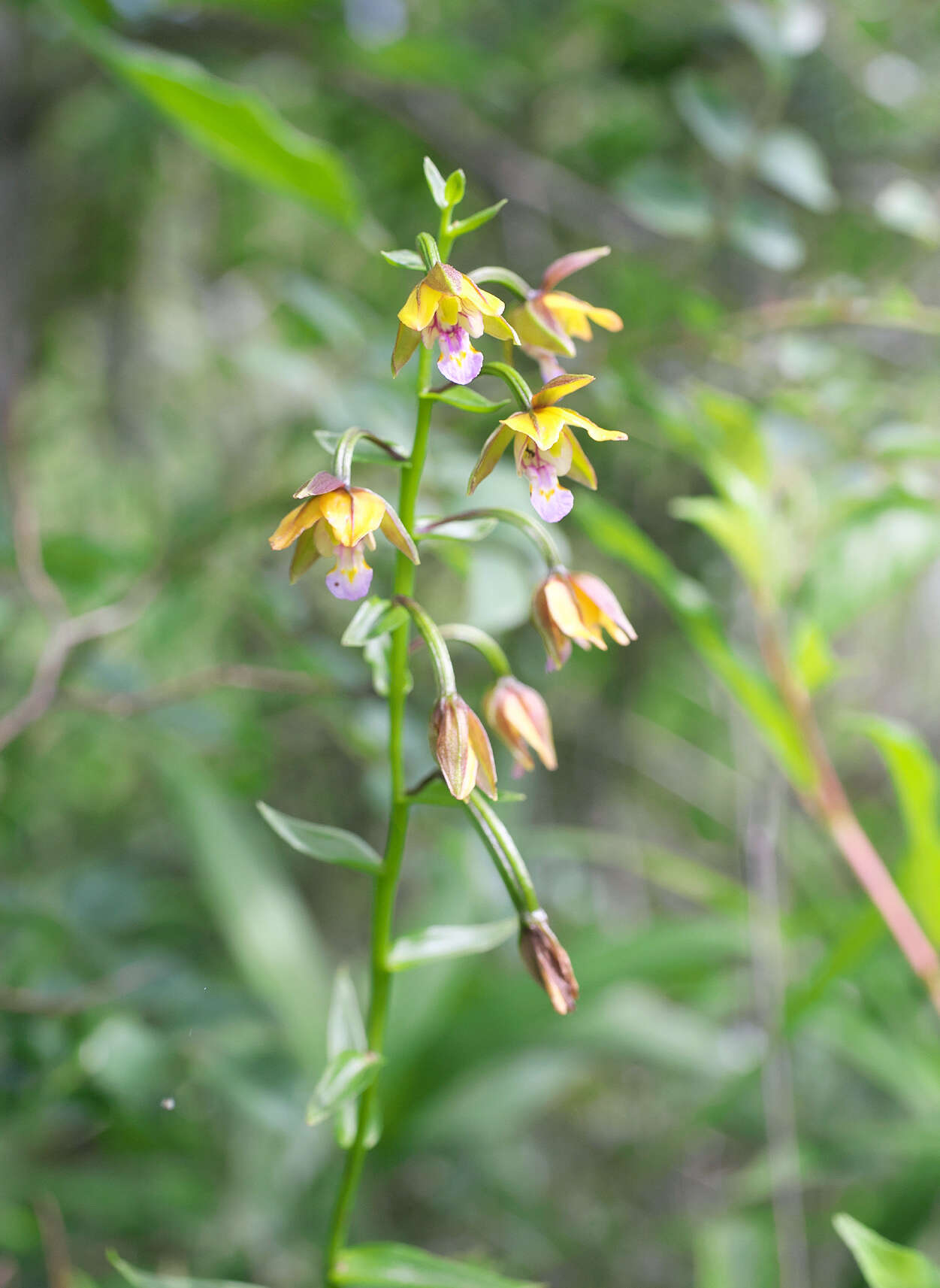 Epipactis thunbergii A. Gray resmi