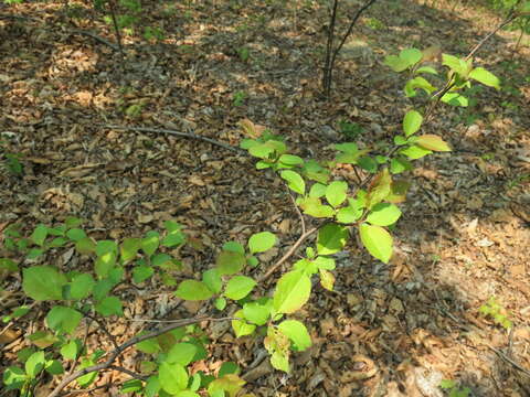 Image of Manchurian crab apple