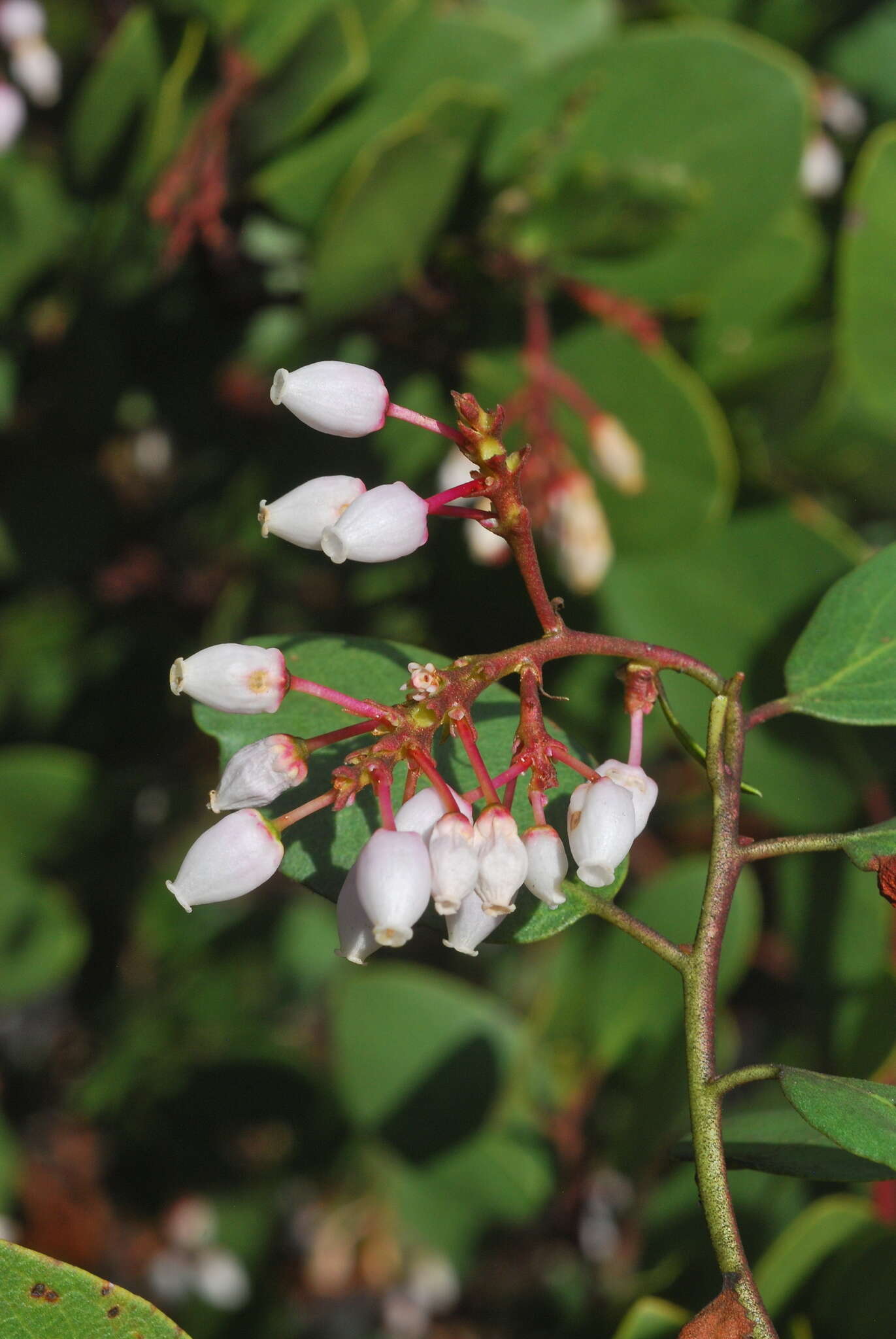 Sivun Arctostaphylos manzanita subsp. wieslanderi P. V. Wells kuva