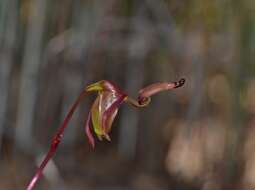 Image of Caleana terminalis (Hopper & A. P. Br.) M. A. Clem.