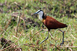 Image of Actophilornis Oberholser 1925