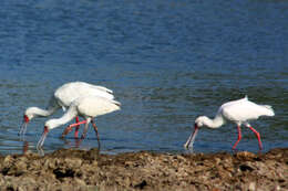 Image of African Spoonbill