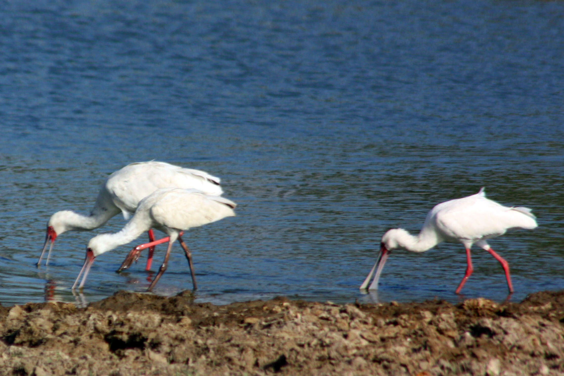 Image of African Spoonbill