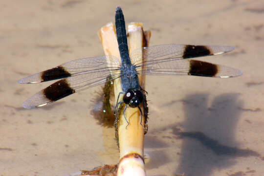 Image of Banded Groundling