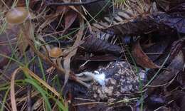 Image of Psilocybe alutacea Y. S. Chang & A. K. Mills 2006