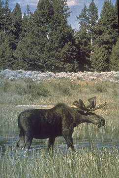 Image of North American Elk