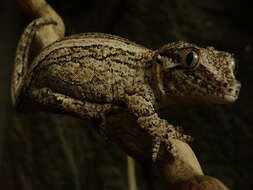 Image of Knob-headed Giant Gecko