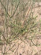 Image of Ephedra strobilacea Bunge