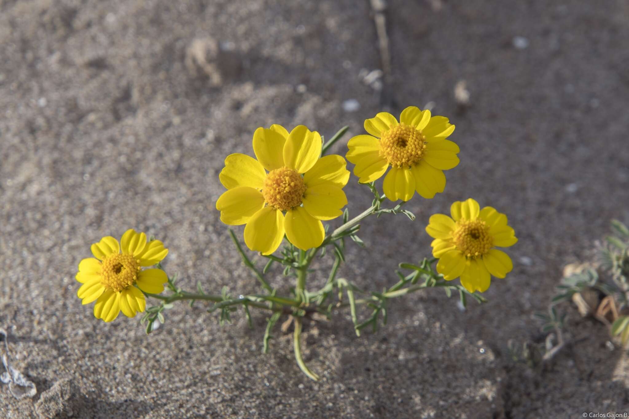 Image of Boeberastrum anthemidifolium (Benth.) Rydb.