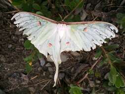 Image of Actias sinensis subaurea Kishida 1993