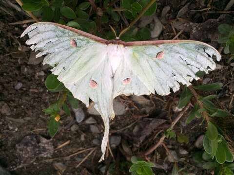 Imagem de Actias sinensis subaurea Kishida 1993