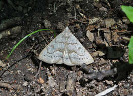 Image of Morbid Owlet