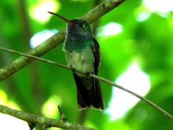 Image of Honduran Emerald