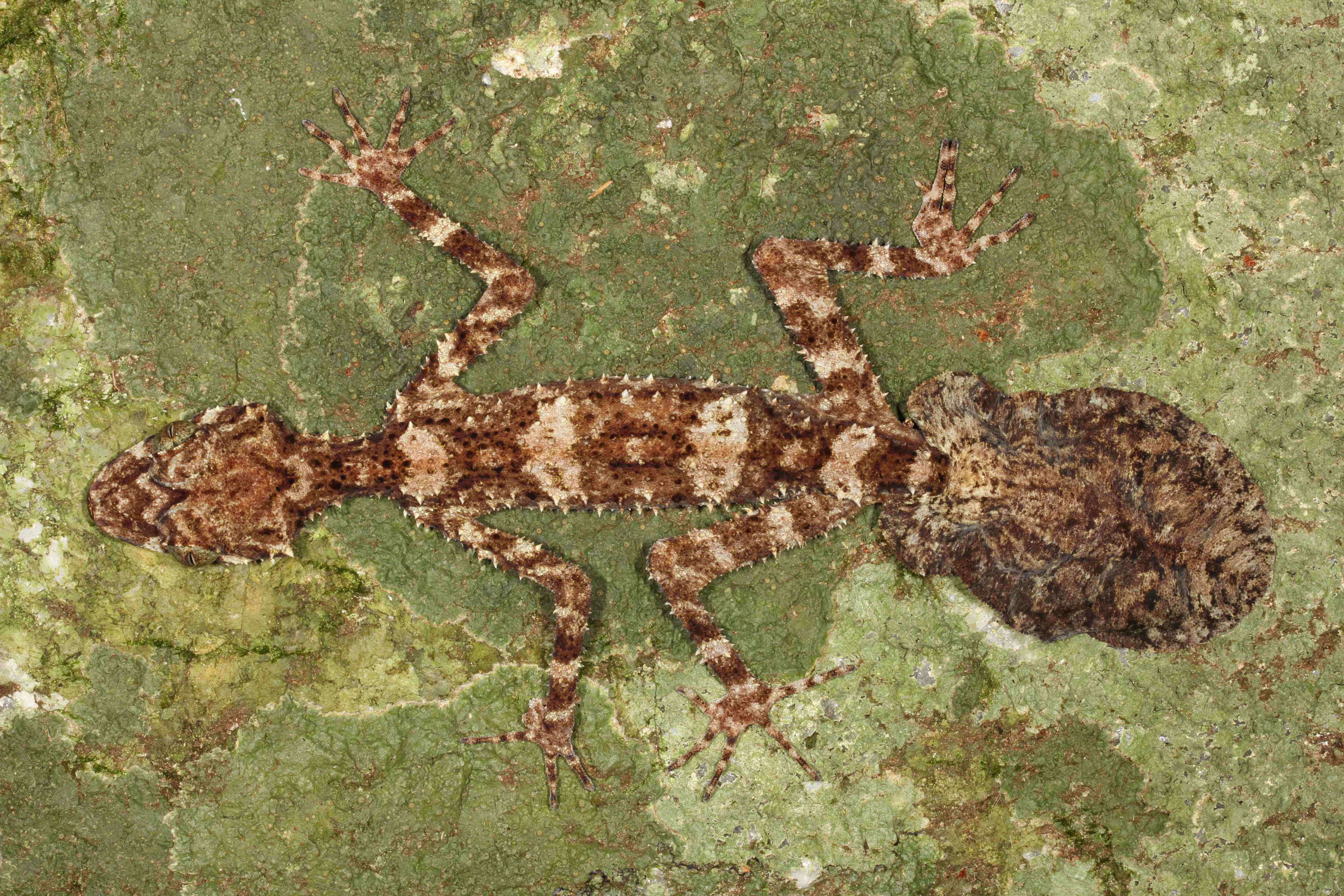 Image of Cape Melville leaf-tailed gecko