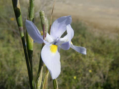 Image of Cape tulip