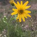 Imagem de Arnica acaulis (Walt.) Britt.