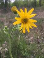 Image of Common Leopardbane