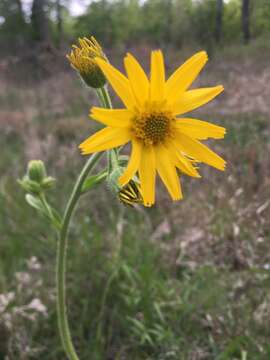 Plancia ëd Arnica acaulis (Walt.) Britt.