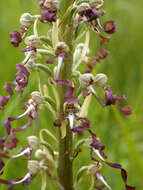 Image of Lizard orchid