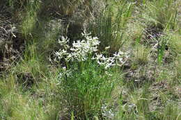 صورة Astragalus conjunctus S. Wats.