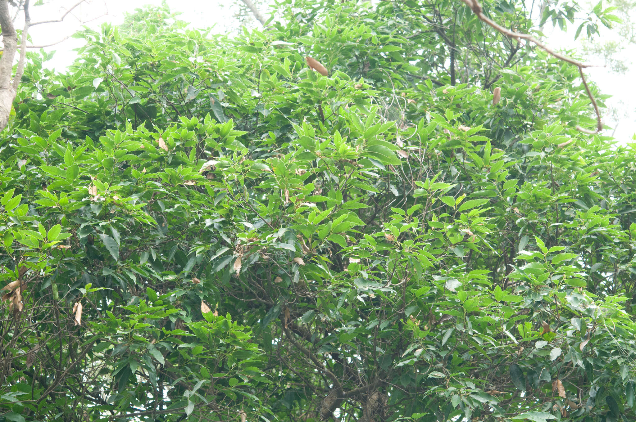 Castanopsis chinensis (Spreng.) Hance的圖片