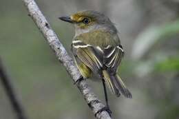 Plancia ëd Vireo griseus bermudianus Bangs & Bradlee 1901