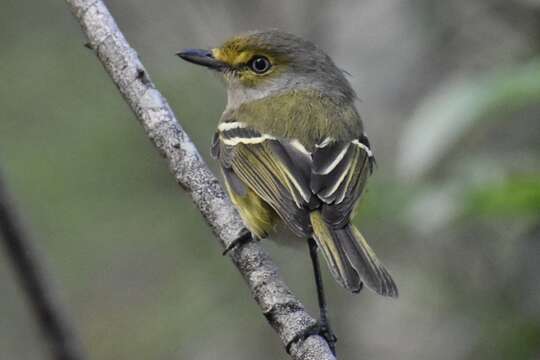 Слика од Vireo griseus bermudianus Bangs & Bradlee 1901