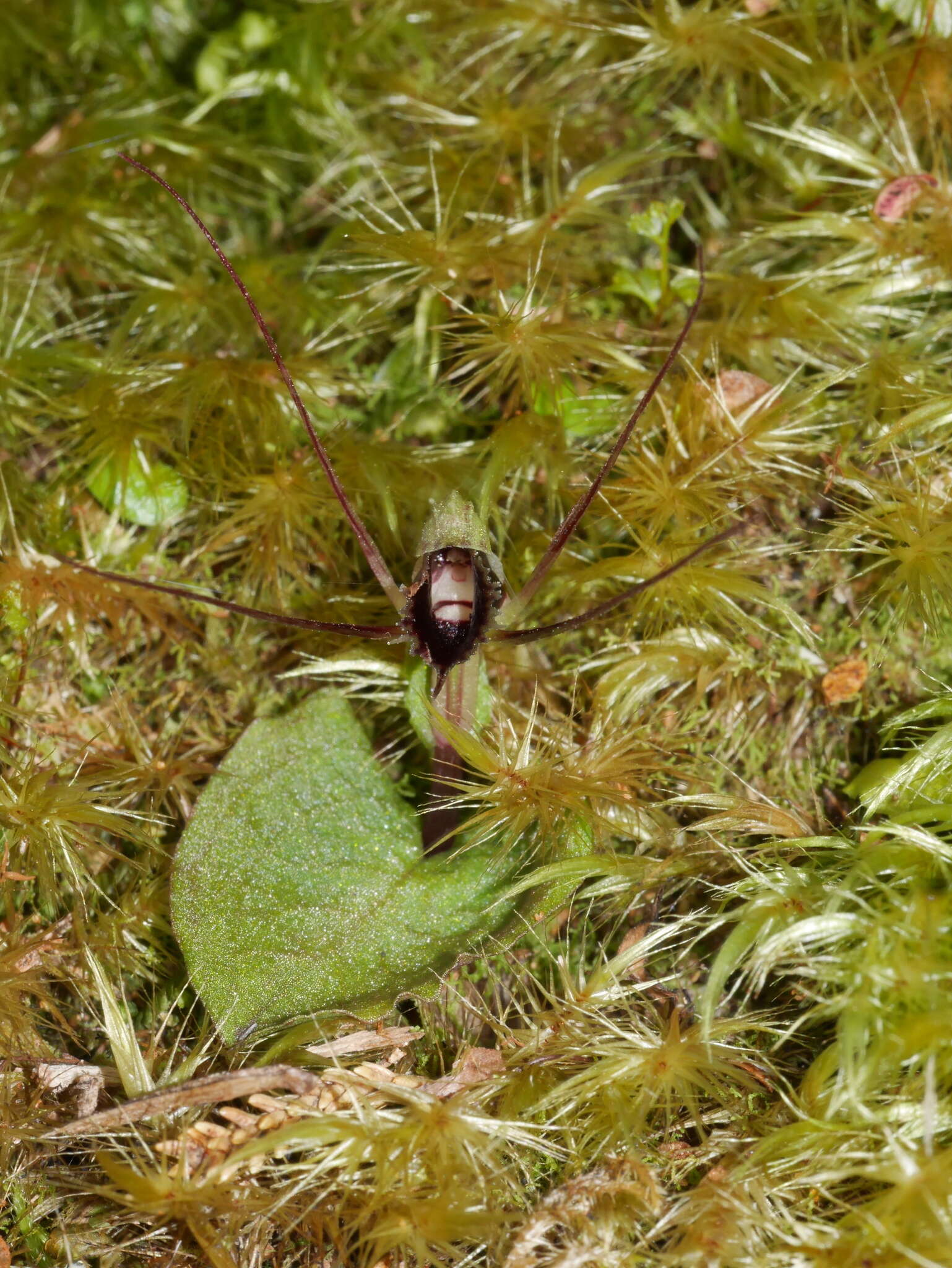 Image de Corybas oblongus (Hook. fil.) Rchb. fil.