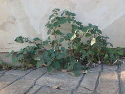 Image of hairy nightshade