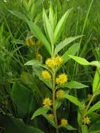 Image of yellow loosestrife