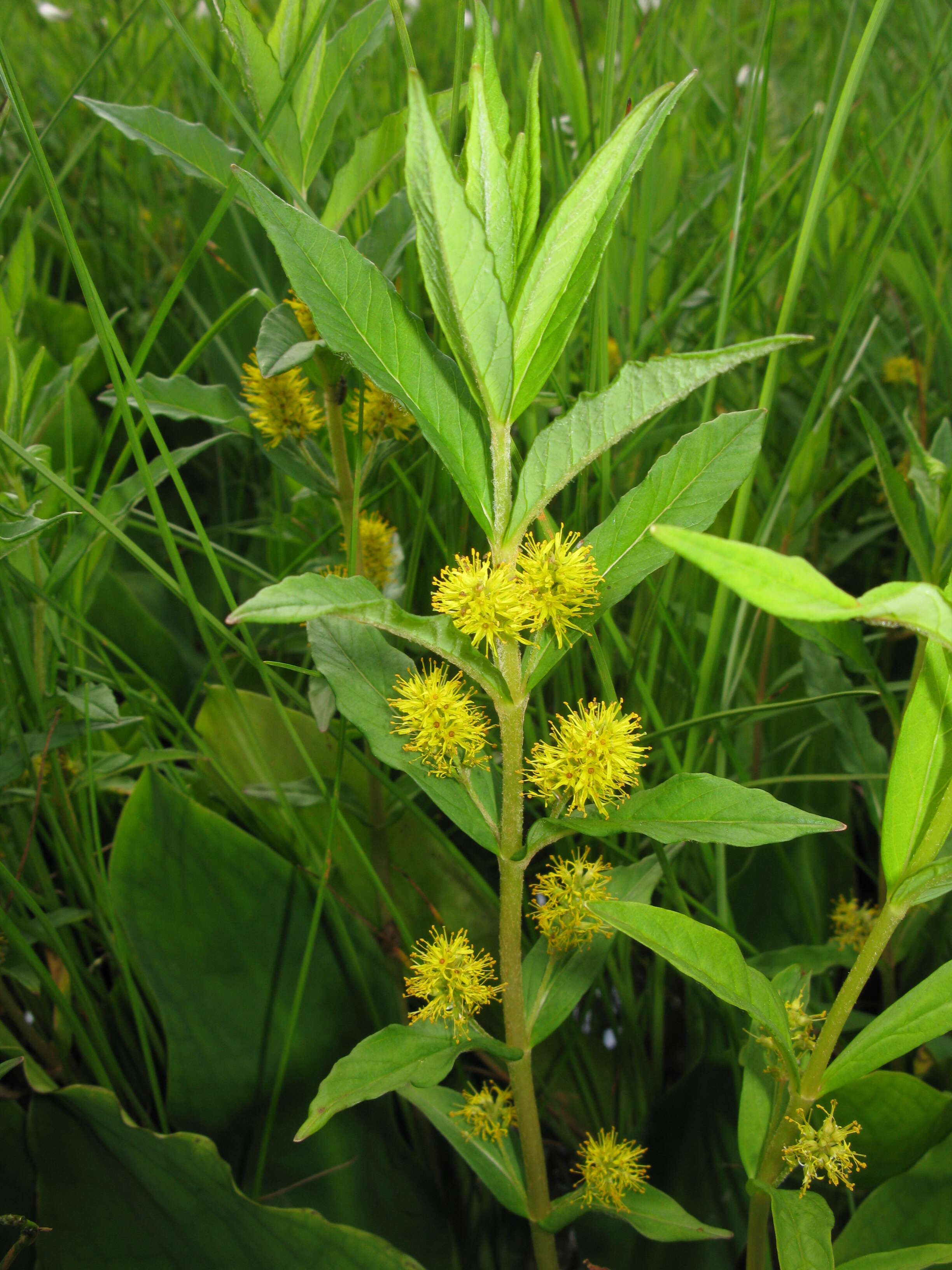 Image of yellow loosestrife