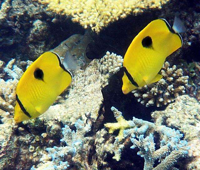 Image of Indian Teardrop Butterflyfish