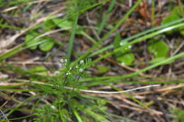 Imagem de Daucus glochidiatus (Labill.) Fischer, C. Meyer & Ave Lall.