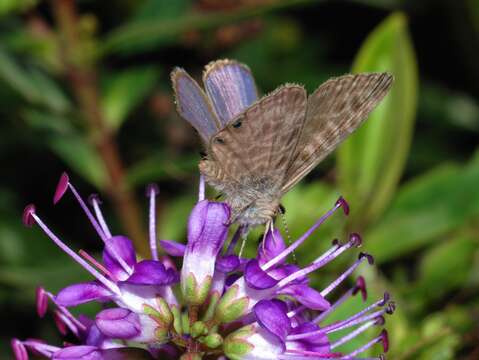 Image of Lang's Short-tailed Blue