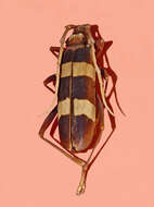 Image of Aphrodisium (Opacaphrodisium) griffithii Hope 1839