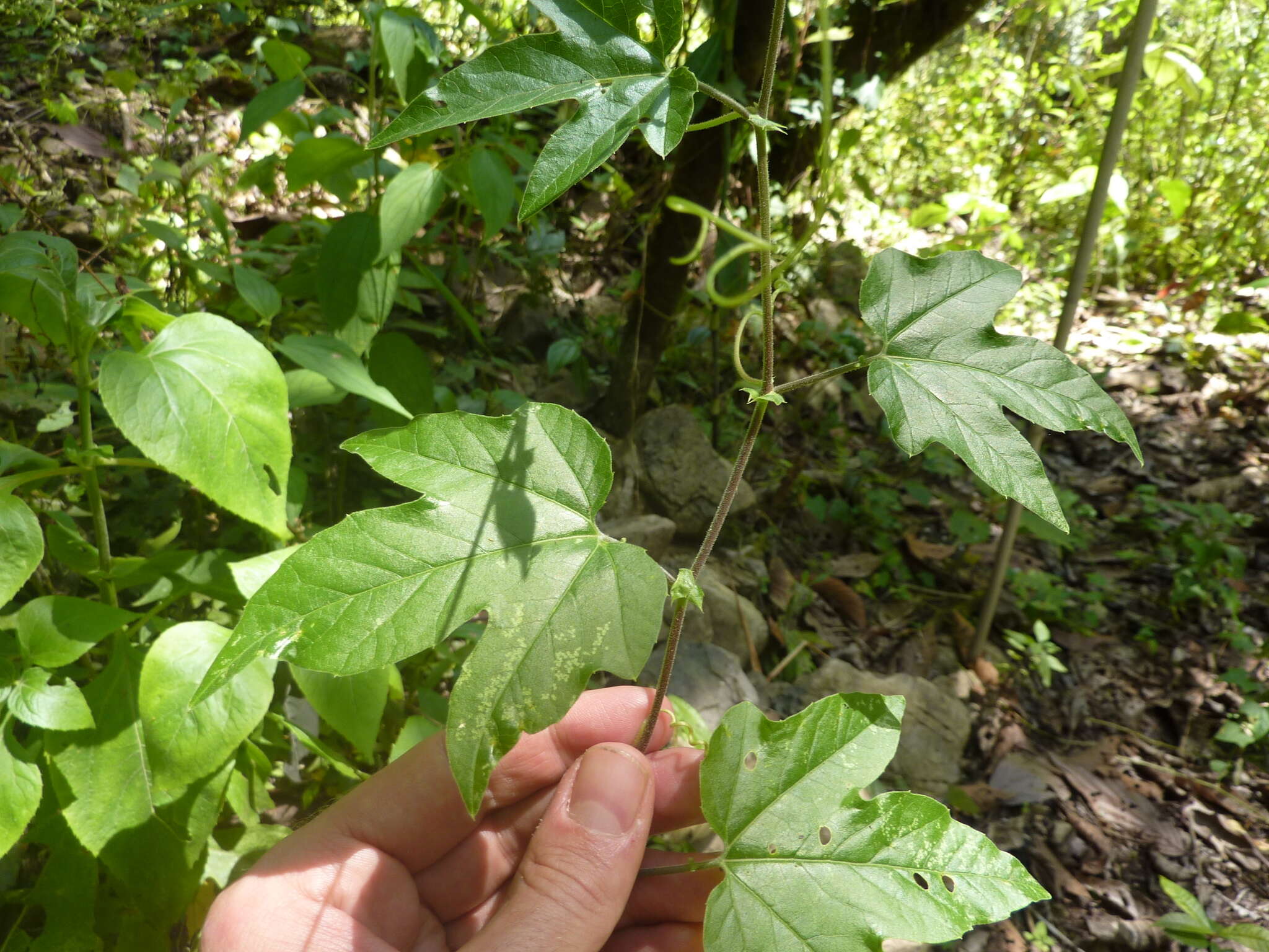 Image of Passiflora adenopoda