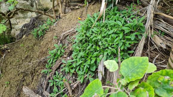 Image de Myosotis brockiei subsp. dysis Courtney & Meudt