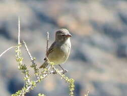 Crithagra albogularis sordahlae (Friedmann 1932)的圖片