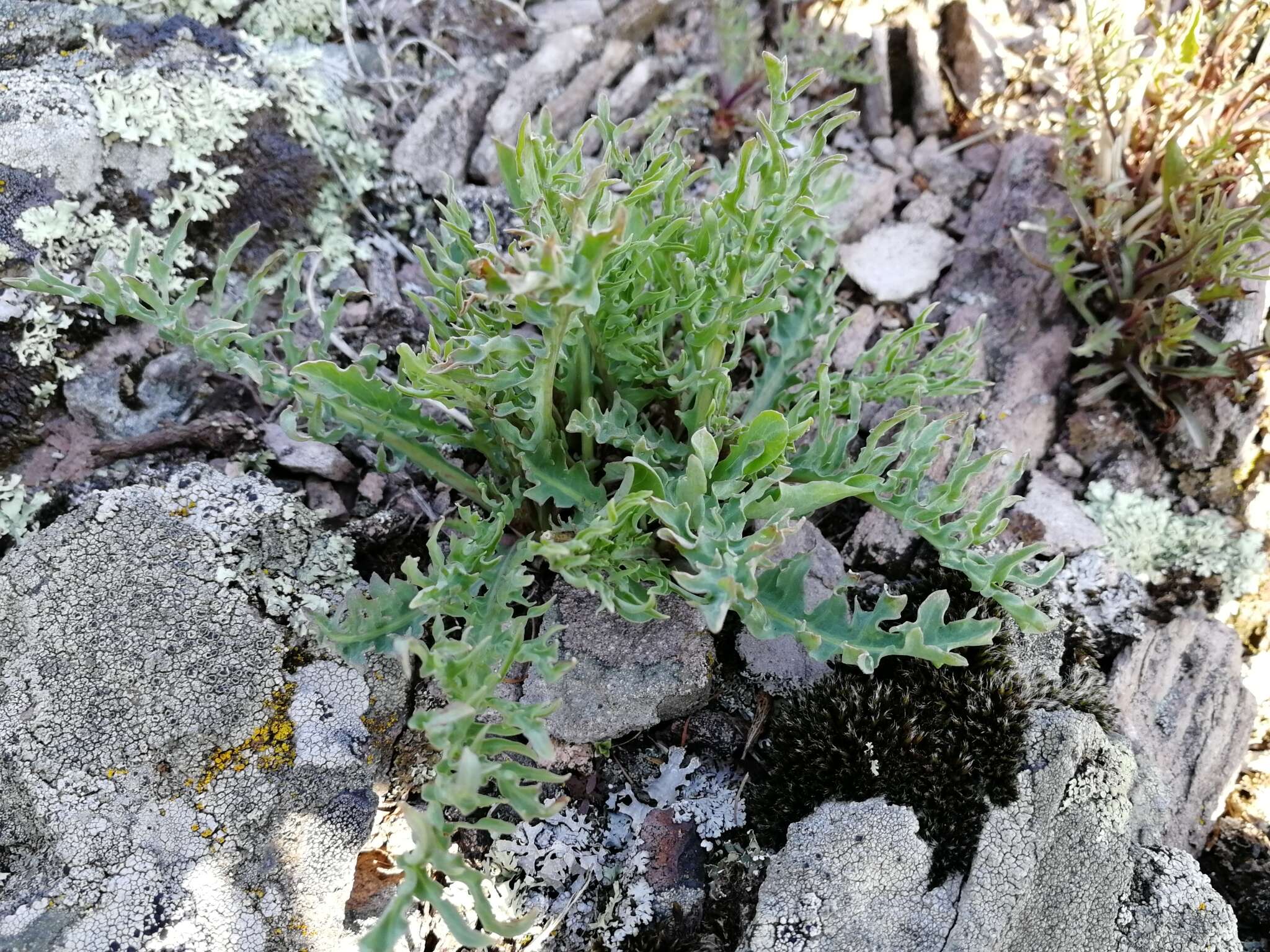 Image of Crepidiastrum tenuifolium (Willd.) A. N Sennikov