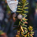 Image of Portuguese crowberry