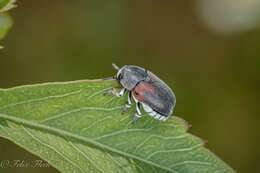 صورة Megalostomis (Pygidiocarina) dimidiata Lacordaire 1848