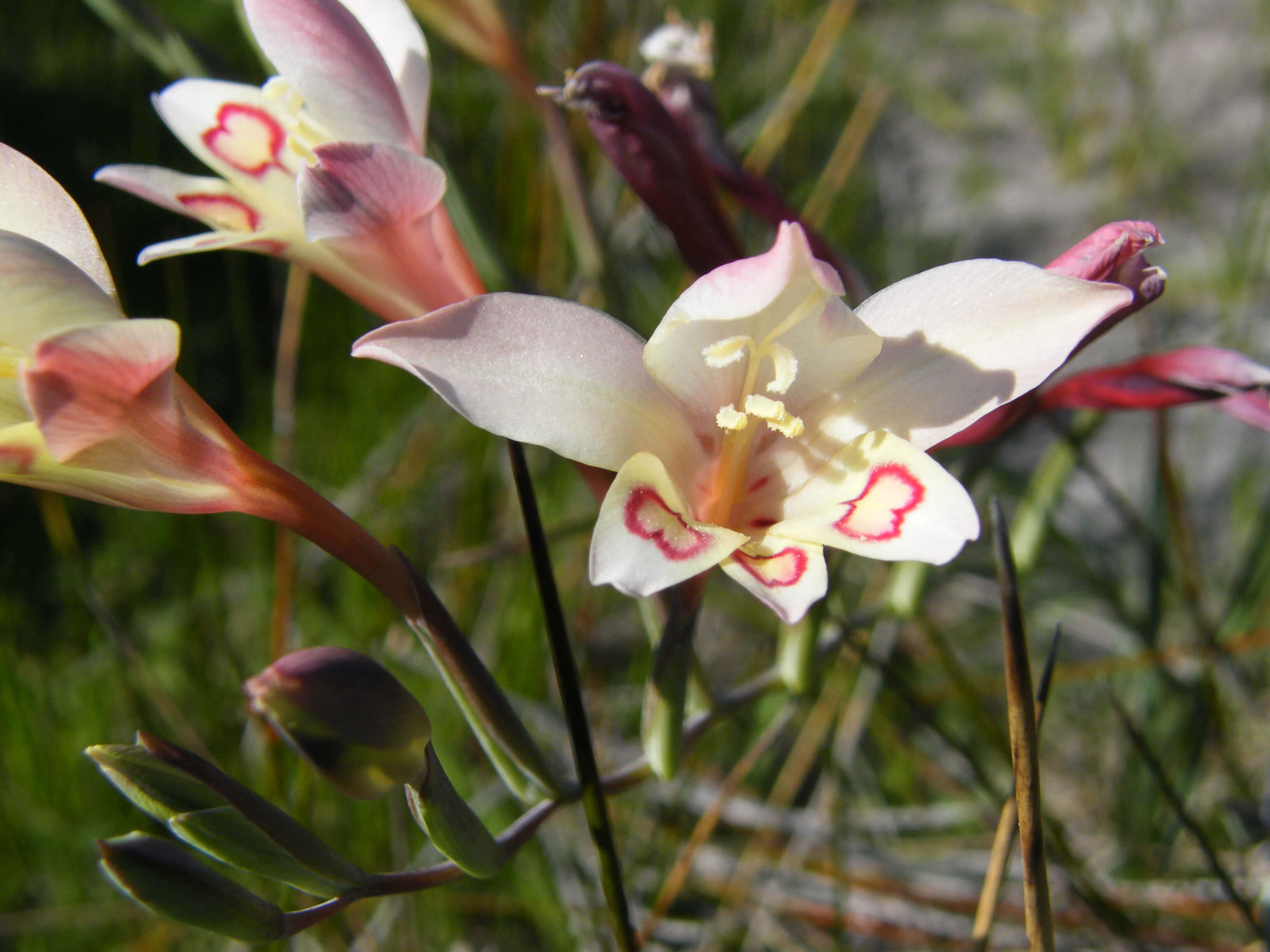 Plancia ëd Gladiolus angustus L.