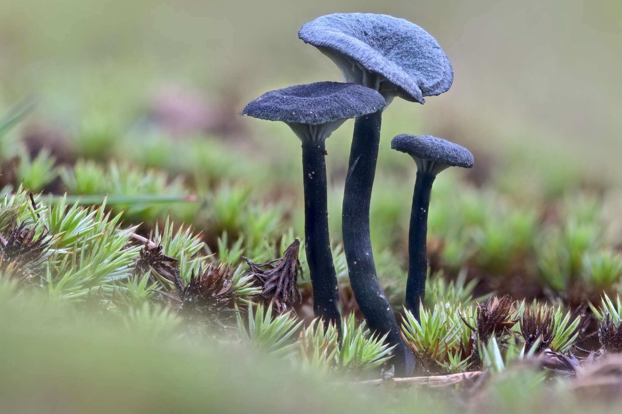 Imagem de Arrhenia chlorocyanea (Pat.) Redhead, Lutzoni, Moncalvo & Vilgalys 2002