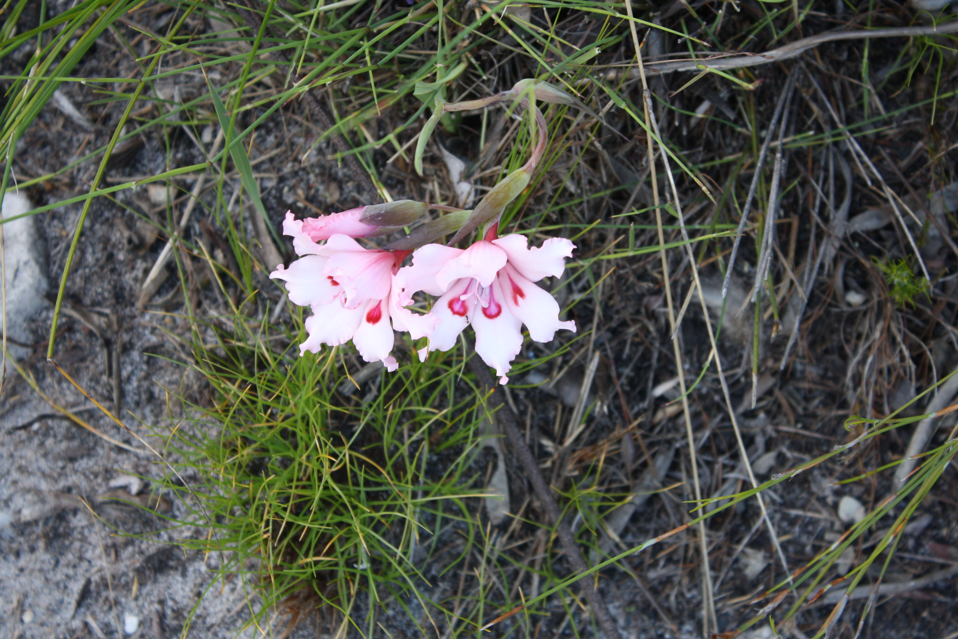 Image of Gladiolus carneus D. Delaroche